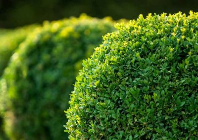 boxwood-bushes